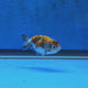Thai Ranchu Calico 2.00" Body Female (FEB-873)R2B06