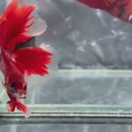 Live Male Betta Red Galaxy Koi Double tail Halfmoon (TNK-A731) High quality what you see what you get!!