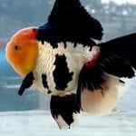 Thai Jumbo Tri Color Orchid Tail Oranda 5.00 inch Body (QGF-JO1227)BLUETUBA