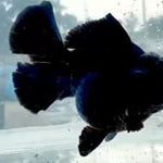 Thai Jumbo Black Orchid Tail Oranda 5.00 inch Body (QGF-JO1228)BLUETUBA