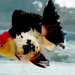 Thai Jumbo Tri Color Orchid Tail Oranda 5.00 inch Body (QGF-JO1230)BLUETUBA