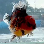 Thai Jumbo Red Calico Orchid Tail Oranda 5.00 inch Body (QGF-JO1229)BLUETUBA