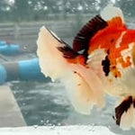 Thai Jumbo Tri Color Orchid Tail Oranda 5.00 inch Body (QGF-JO1232)BLUETUBA