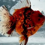 Thai Jumbo Red Tiger Calico Orchid Tail Oranda 5.00 inch Body (QGF-JO1234)BLUETUBA