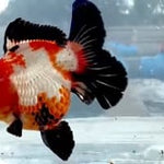 Thai Jumbo Tri Color Orchid Tail Oranda 5.00 inch Body (QGF-JO1231)BLUETUBA