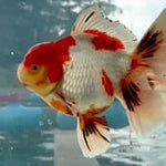 Thai Jumbo Tri Color Orchid Tail Oranda 5.00 inch Body (QGF-JO1233)BLUETUBA