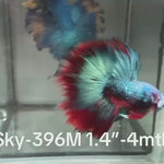 Live Male Betta Red black Galaxy Koi Halfmoon (Sky-396)High quality what you see what you get!!