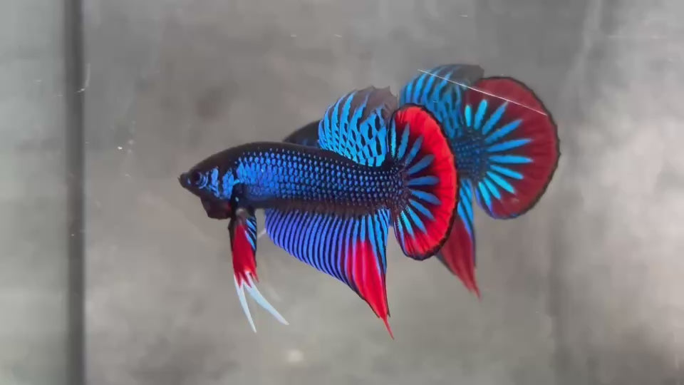 ビトリア　ペニー　3ブル　 1レッド　マルタ Live Male Betta Blue Red Imbellis Hybrid Wild Plakat (BID-181
