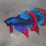 Live Male Betta Blue Red Imbellis Hybrid Wild Plakat (BID-181) High quality what you see what you get!!