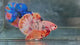 Live Male Betta Orange Copper Nemo Plakat (TNK-A762) High quality What you see What you get!!