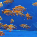 Live Freshwater Aquarium Red Jacob Peacock Cichlid (Aulonocara Jacobfreibergi)(CHD-118)U012