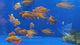 Live Freshwater Aquarium Red Jacob Peacock Cichlid (Aulonocara Jacobfreibergi)(CHD-118)U012