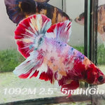 Live Male Betta Fancy Red Koi Giants Plakat (Sky-1092)S377 High quality What you see What you get!!