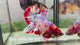 Live Male Betta Fancy Red Koi Giants Plakat (Sky-1092)S377 High quality What you see What you get!!