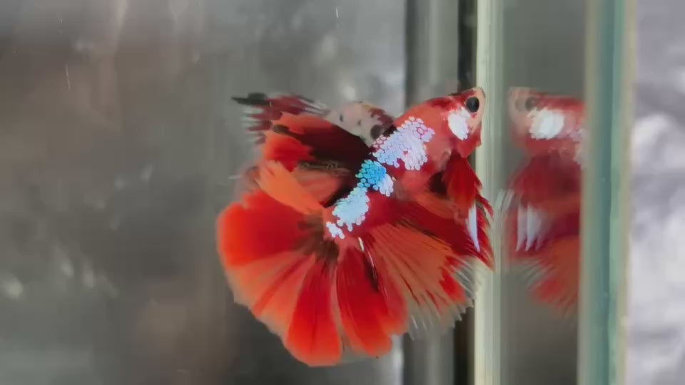 Live Male Betta Nemo Galaxy Halfmoon (TNK-A804) High quality what you see what you get!!