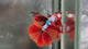 Live Male Betta Nemo Galaxy Halfmoon (TNK-A804) High quality what you see what you get!!