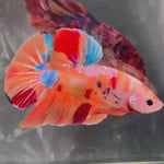 Live Male Betta Orange Galaxy Nemo Giants Plakat (TNK-A572) S346 High quality What you see What you get!!