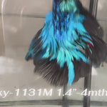 Live Male Betta Blue Black Galaxy Avatar Super Delta (Sky-1131)S001 High quality What you see What you get!!