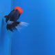 Thai Oranda Red Cap Panda 3.5" Body Male (FEB-754)R2B07