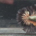 Live Male Betta Black copper yellow mustard Halfmoon (KM-96) what you see what you get!!