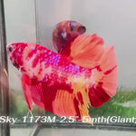 Live Male Betta Nemo Duo colors Giants Plakat (Sky-1173) High quality what you see what you get!!