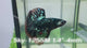 Live Male Betta Black Galaxy Avatar Halfmoon (Sky-1255) High quality What you see What you get!!