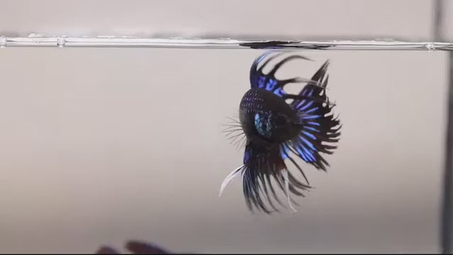 Crowntail Orchid Black Male Betta Our Choice (CBM-1002)