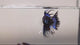 Crowntail Orchid Black Male Betta Our Choice (CBM-1002)