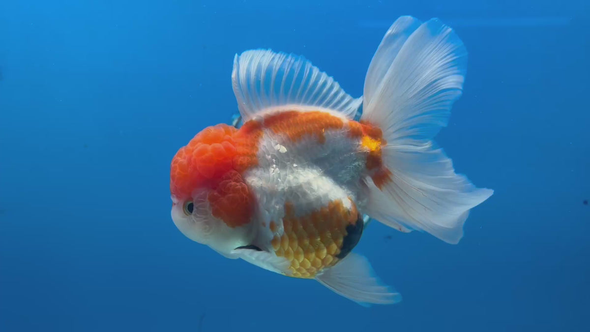 Thai Oranda Tri-Color 3.5” Female(CK-1628)R2A08