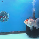 Thai Oranda Tri-Color 3.5” Male(FEB-636)R3B15