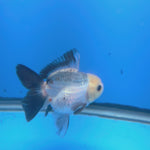 Thai Oranda Lemon Head Panda Jumbo Breed 2.8" Body Female 6mths(FEB-544)