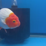 Thai Red & White Ranchu 3.5” Body Female(FEB-409) BLUETUBD