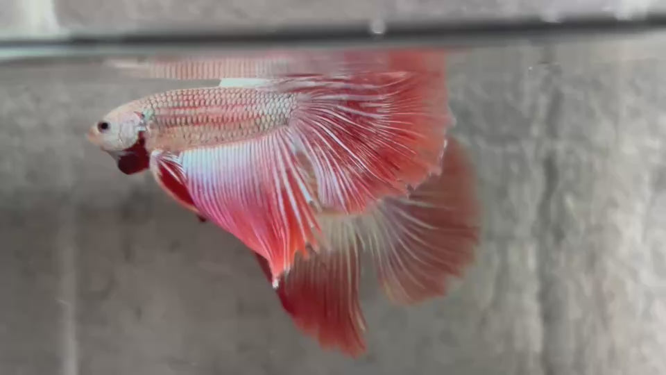 Live Male Betta Red Alien Hybrid Wild Long tail (BID-207) High quality What you see What you get!!