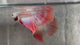 Live Male Betta Red Alien Hybrid Wild Long tail (BID-207) High quality What you see What you get!!