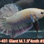 Live Male Betta Giant Copper Fancy Plakat (JUB-431) What you see What you get!