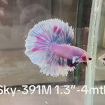Live Male Betta Fancy Purple Grizzle Halfmoon (Sky-391)High quality what you see what you get!!