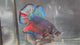 Live Male Betta Fancy Blue Scale Giants Plakat (TNK-A385) High quality what you see what you get!!
