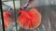 Live Male Betta Super Orange Solid Color Over Halfmoon (TNK-A603)S170 High quality What you see What you get!!