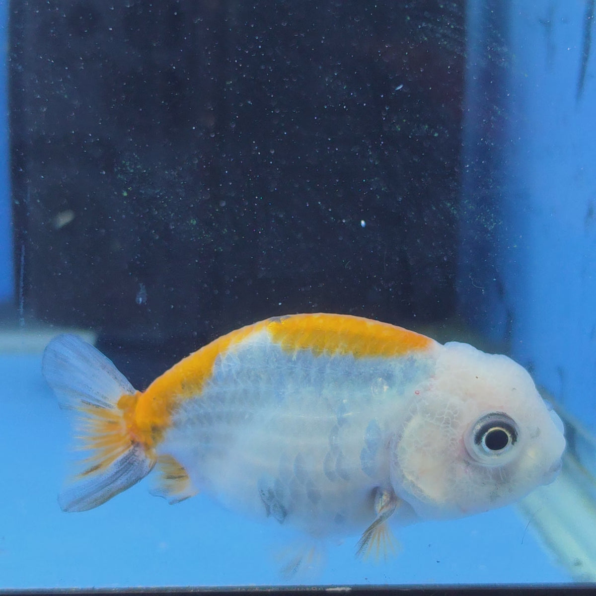 Thai Ranchu Red White Calico 2.00" Body Female (FEB-872)R2B06