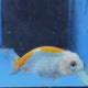 Thai Ranchu Red White Calico 2.00" Body Female (FEB-872)R2B06