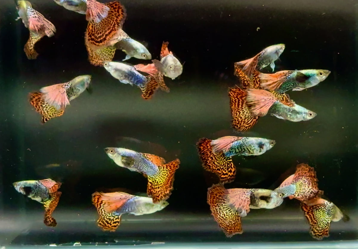 Live Fancy Guppy Fish Premium Quality Red Dragon High Dorsal XL Size (CGP-034)