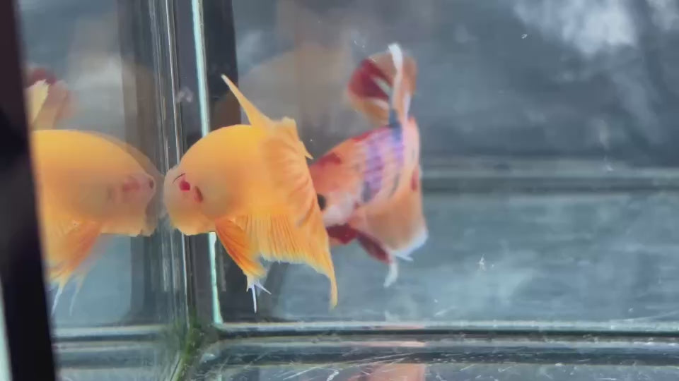 Live Male Betta Super Yellow Solid color Plakat (TNK-A773) High quality What you see What you get!!