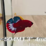 Live Male Betta Fancy Red Helboy Startail Plakat (Sky-504)High quality what you see what you get!!