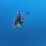 Thai Oranda Calico Yuanbao by SHOGUN 2.5” Body Female(CK-1596)R3B08