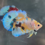 Live Male Betta Yellow Tiger Koi metallic Plakat (TNK-A164)High quality What you see What you get!!