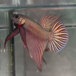 Live Male Betta Copper Samaragdina Hybrid Wild Plakat (BID-175) High quality what you see what you get!!