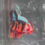Live Male Betta Galaxy Black Nemo Giants Plakat (TNK-A513)S125✔️ High quality what you see what you get!!