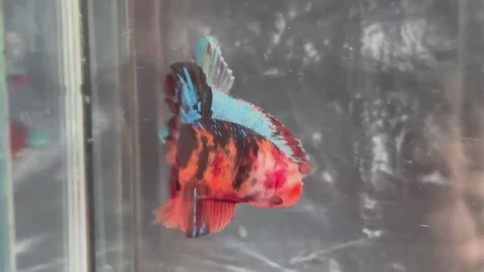 Live Male Betta Galaxy Black Nemo Giants Plakat (TNK-A513)S125✔️ High quality what you see what you get!!
