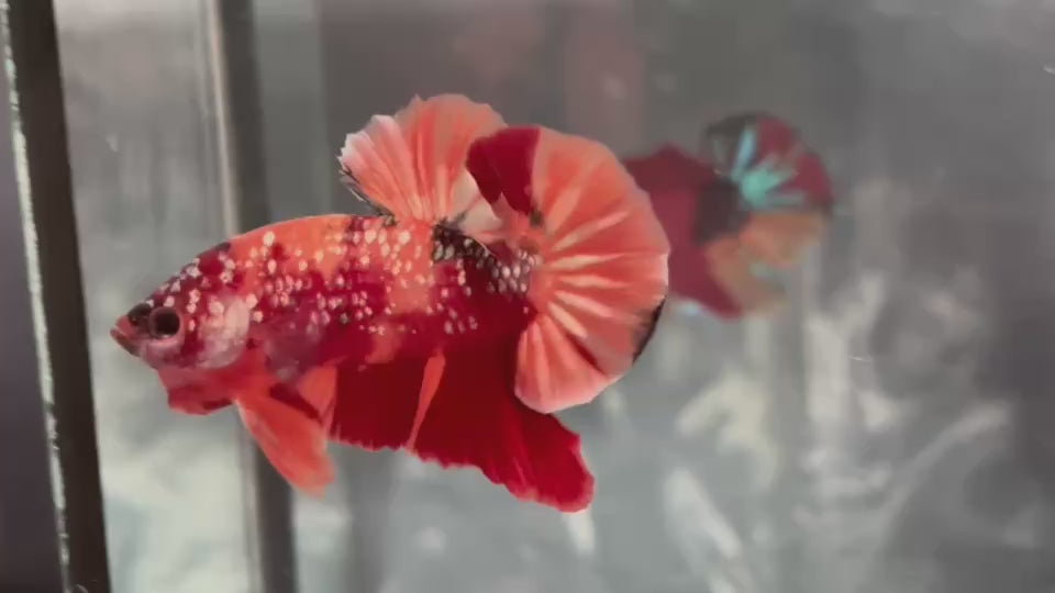 Live Male Betta Orange Red Nemo Galaxy Stardust Plakat (TNK-A754) High quality What you see What you get!!
