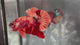 Live Male Betta Orange Red Nemo Galaxy Stardust Plakat (TNK-A754) High quality What you see What you get!!